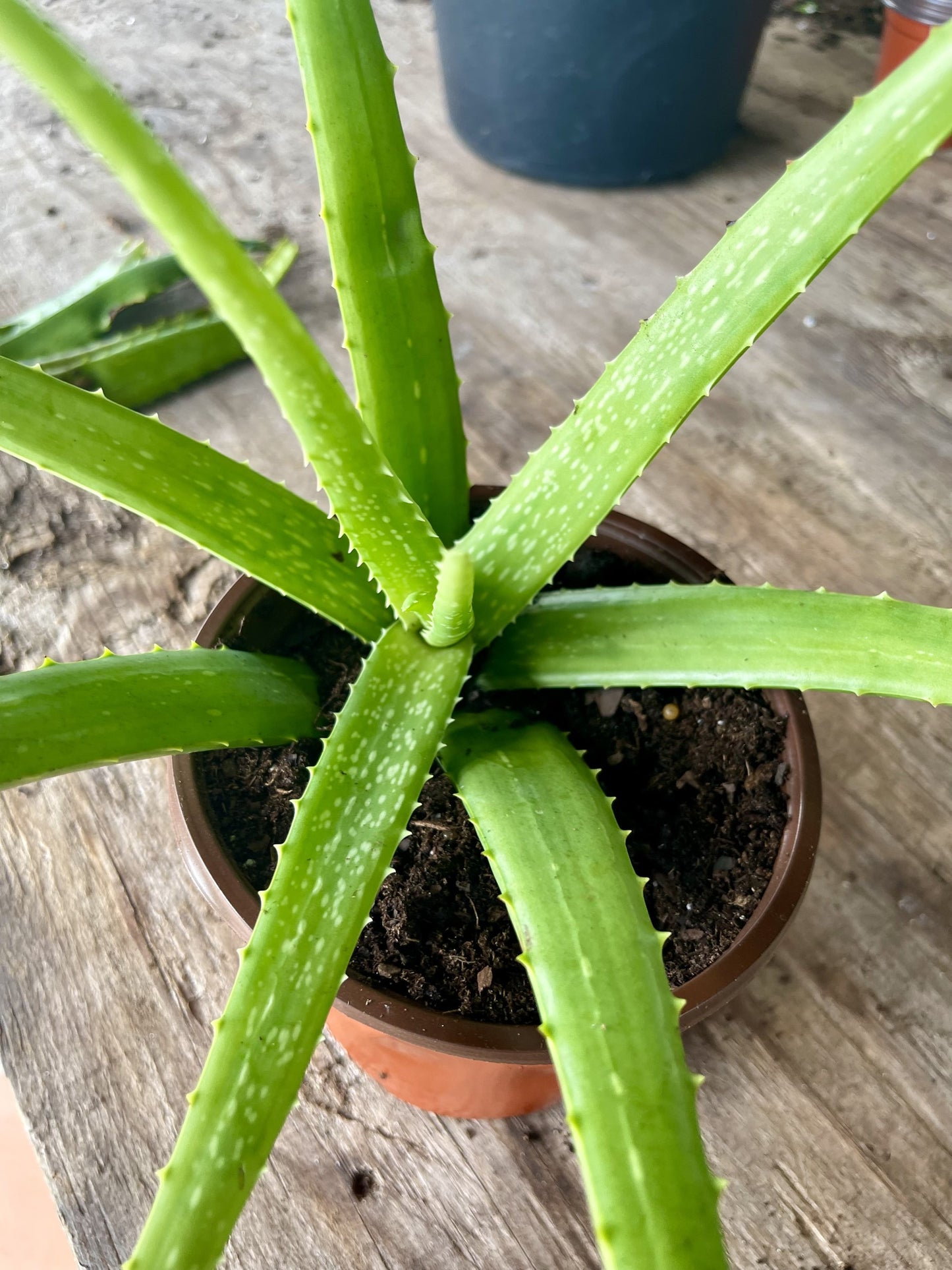 Aloe Vera Plant, Live Aloe Vera Plant, gardening plant, medicinal plant, houseplants, succulent plant, indoor & outdoor plant, gift ideas.