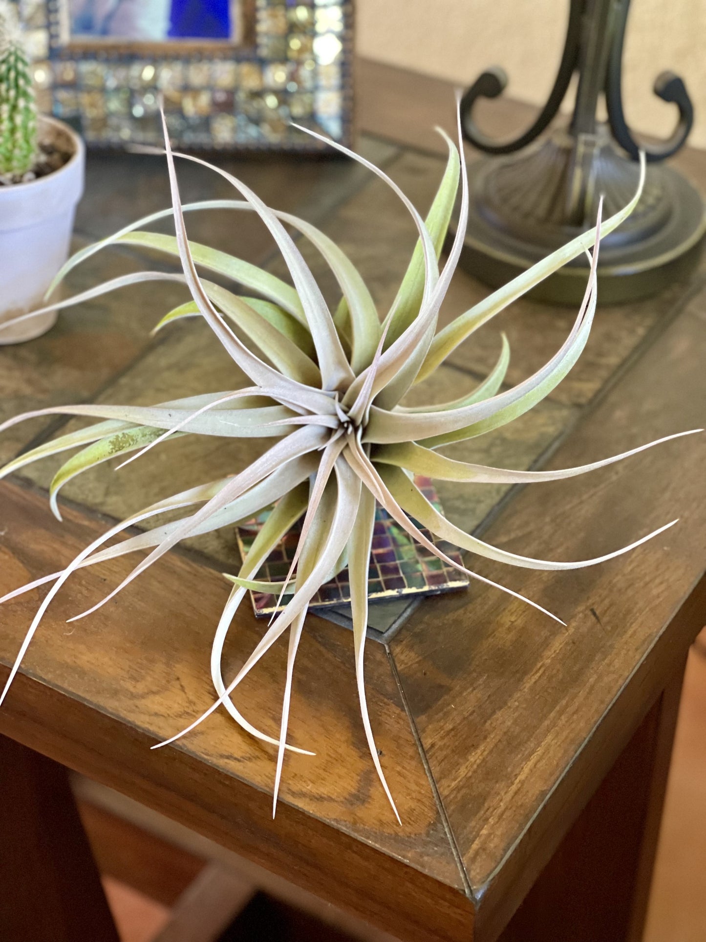Two Capitata Peach Air Plants. Live Air Plants, Wedding Flowers, Tillandsia air plants, great gift ideas, air plant decor, home office decor