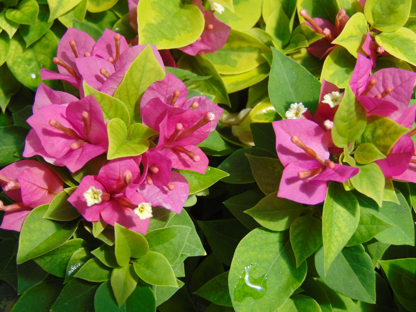 Two Pink Pixie Bougainvillea plants in one pot, live bougainvillea plants, great gift ideas, Flower plants, full sunlight plants, garden.