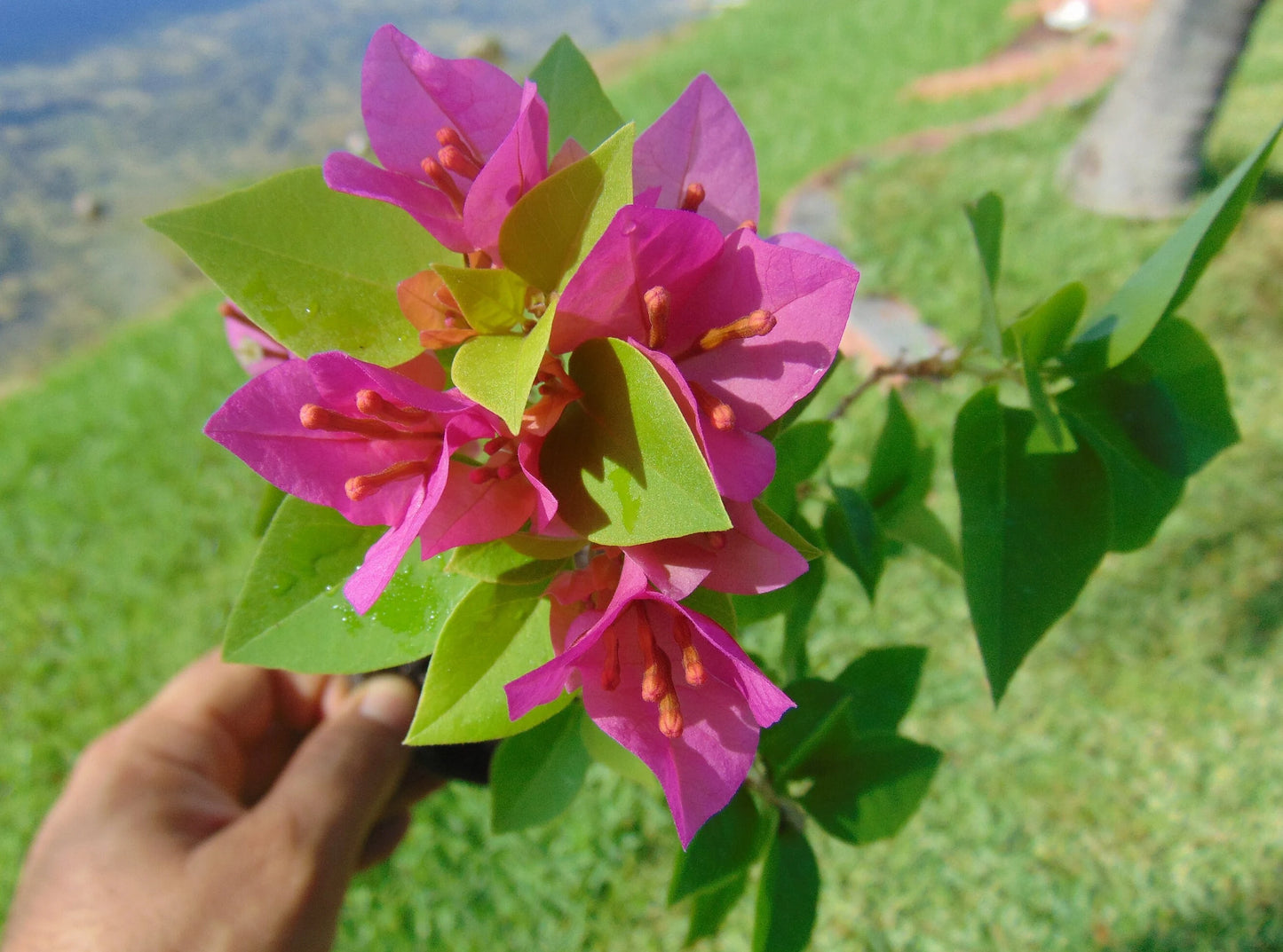 Two Pink Pixie Bougainvillea plants in one pot, live bougainvillea plants, great gift ideas, Flower plants, full sunlight plants, garden.