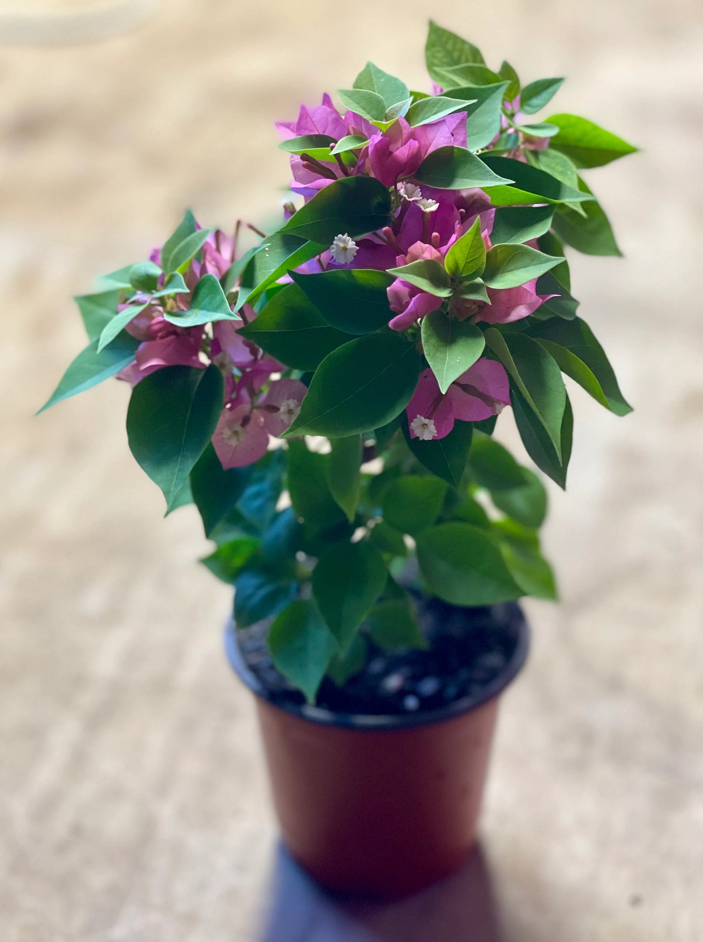 Two Pink Pixie Bougainvillea plants in one pot, live bougainvillea plants, great gift ideas, Flower plants, full sunlight plants, garden.