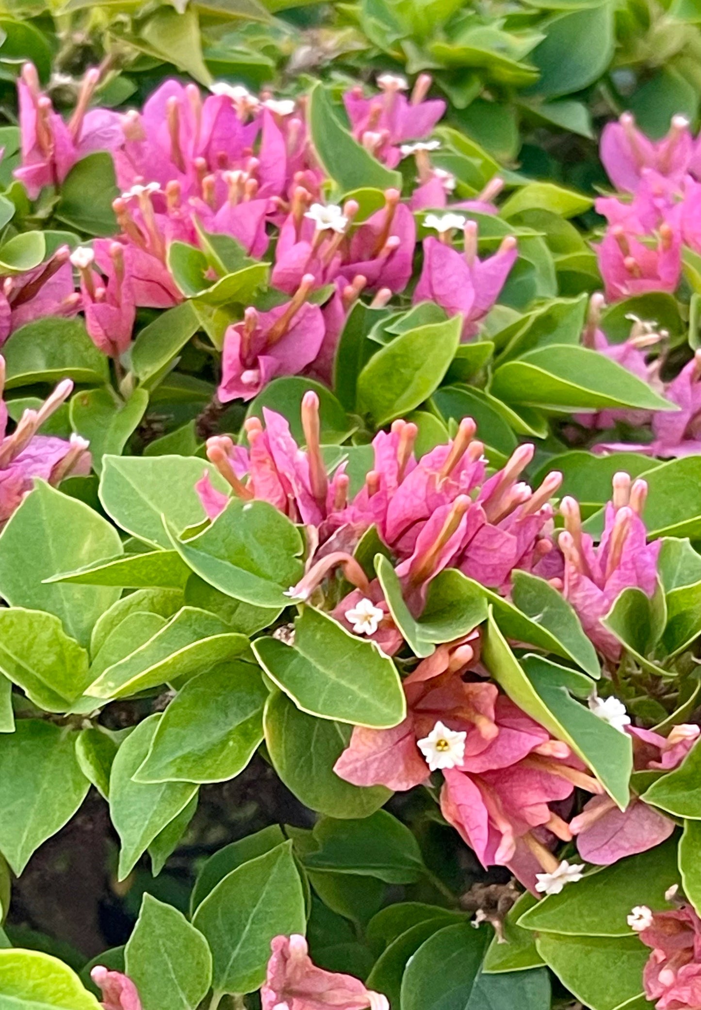 Two Pink Pixie Bougainvillea plants in one pot, live bougainvillea plants, great gift ideas, Flower plants, full sunlight plants, garden.