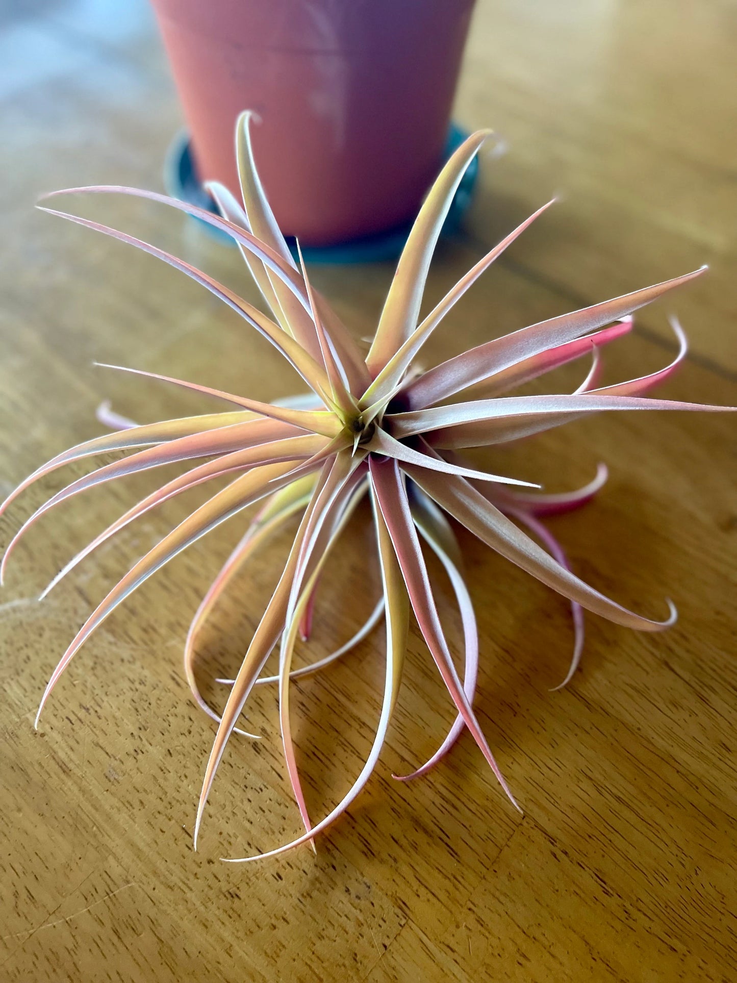 Two Capitata Peach Air Plants. Live Air Plants, Wedding Flowers, Tillandsia air plants, great gift ideas, air plant decor, home office decor