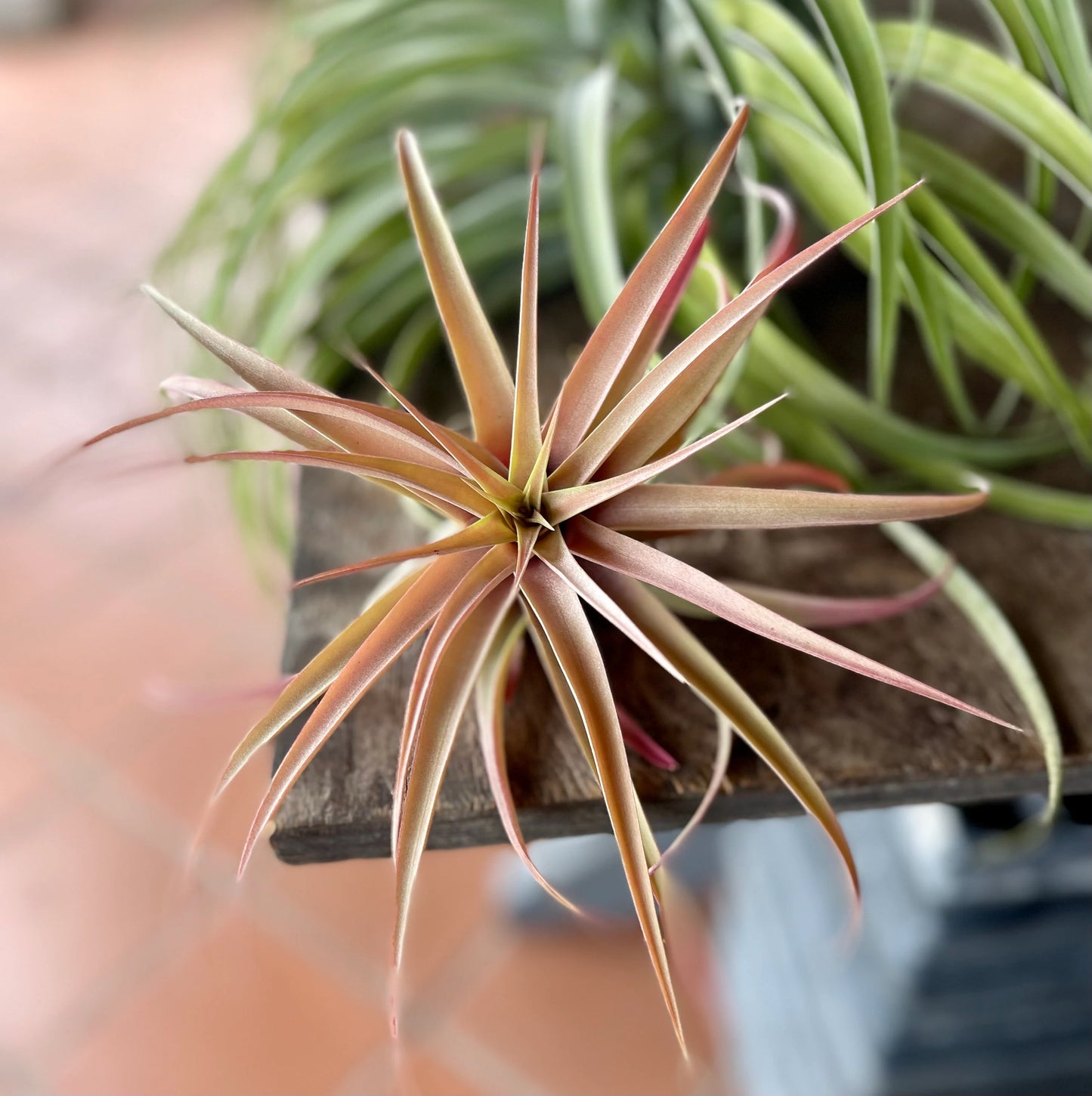 Two Capitata Peach Air Plants. Live Air Plants, Wedding Flowers, Tillandsia air plants, great gift ideas, air plant decor, home office decor