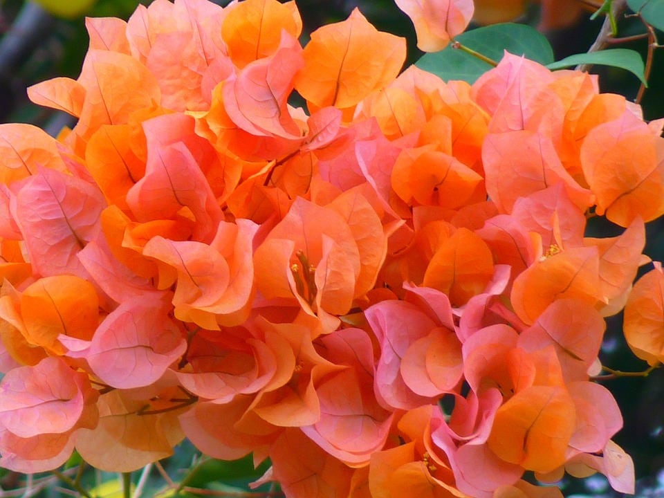 Growing Together: Building a Community Around Our Bougainvillea Plant Store