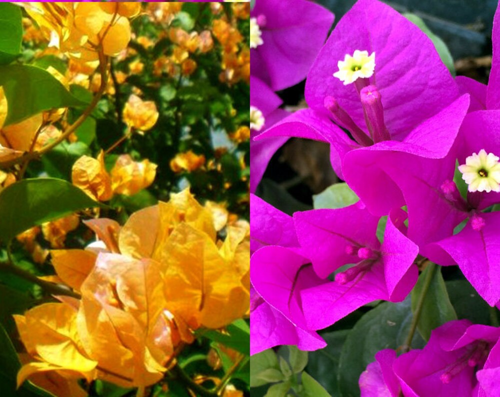 TWO Bougainvillea plants, yellow & purple blooms in one pot, Color combination, great gift ideas, Flower Plants, live bougainvillea plants.